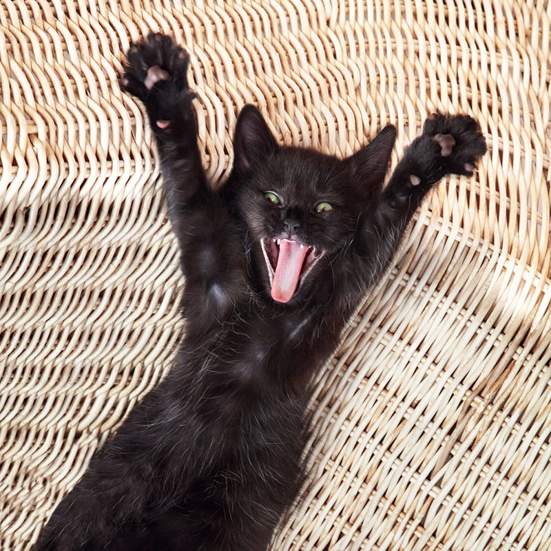 Excited cat with mouth open 